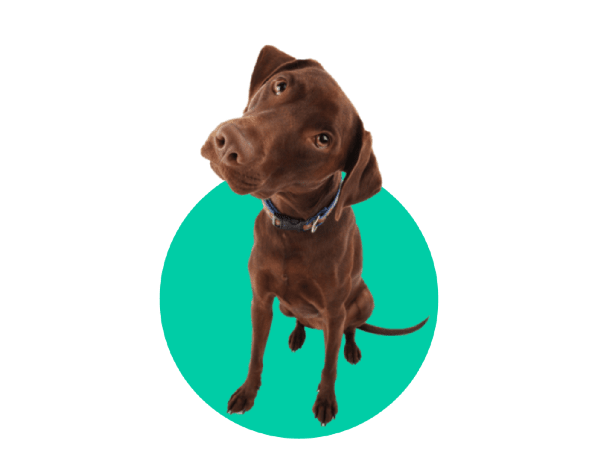 Cloud Based Veterinary Practice Software | IDEXX Veterinary Software